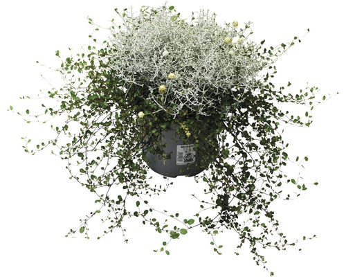 Muehlenbeckia drôtovec 2v1 FloraSelf Muehlenbeckia & Calocephalus kvetináč Ø 11 cm Závesná rastlina v kvetináči so zelenými listami a striebornými akcentmi