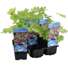 Pakost bahenný FloraSelf Geranium palustris 5-15 cm kvetináč 0,6 l