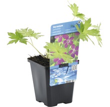 Pakost bahenný FloraSelf Geranium palustris 5-15 cm kvetináč 0,6 l