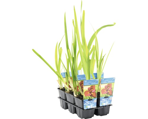 Rastliny vodného kosatca v čiernej plastovej nádobe