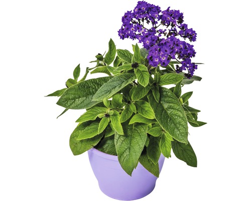 Heliotrop v kvetináči