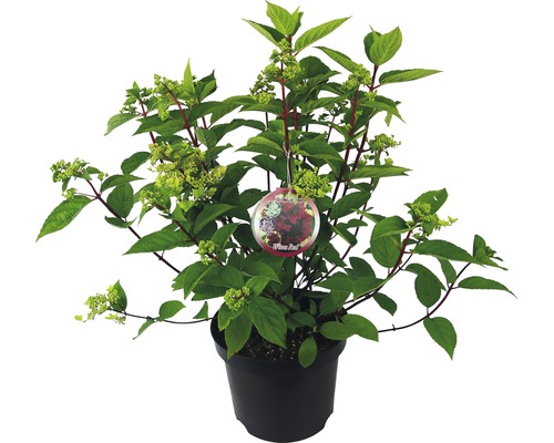 Hortenzia latnatá Hydrangea paniculata 'Wim's Red' výška 40-50 cm kvetináč 7,5 l Bordová sedliacka hortenzia v kvetináči