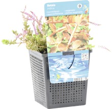 Rotala indica v kvetináči, okysličujúca rastlina do akvárií