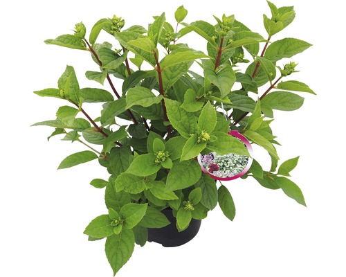 Hortenzia v kvetináči so zelenými listami a výhonkami