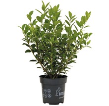 Buxus v kvetináči