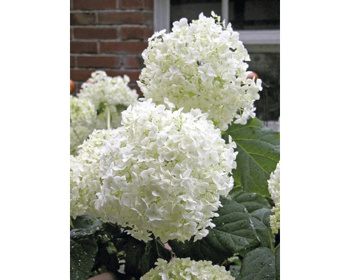 Detail bielych kvetov hortenzie