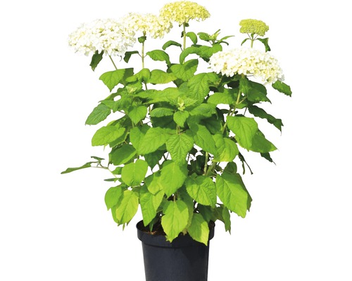 Hortenzia stromčekovitá 'Annabelle'e FloraSelf Hydrangea arborescens 'Annabelle' 50-60 cm kvetináč 5 l