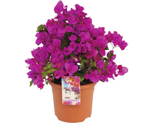 Bugenvilea FloraSelf Bougainvillea sanderiana ''Renate' výška 35 cm kvetináč 19 cm