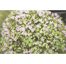 Detailný záber kríčkovej rastliny so zelenými listami a malými kvetmi