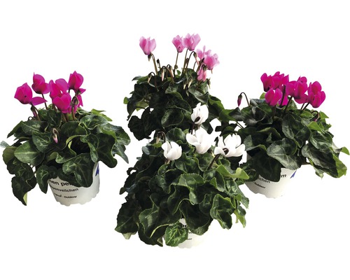 Cyklámen perzský Patio mix FloraSelf Cyclamen persicum kvetináč Ø 10/11 cm 1 ks, rôzne druhy