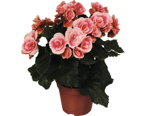 Begónia vyvýšená FloraSelf Begonia elatior 'Borias' výška 30 kvetináč Ø 14 cm ružová Begónia v kvetináči s kvetmi