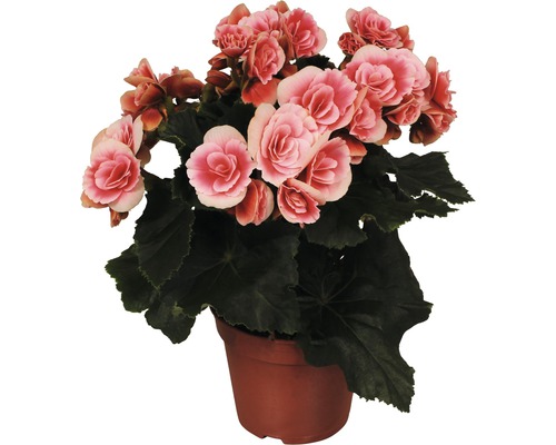 Begónia vyvýšená FloraSelf Begonia elatior 'Borias' výška 30 kvetináč Ø 14 cm ružová