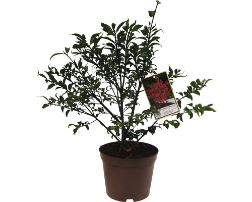 Bršlen krídlatý kompaktný Euonymus alatus 'Compactus' 30-40 cm kvetináč 3 l