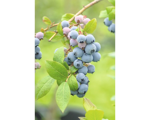 Kanadská čučoriedka Vaccinium corymbosum 'Bluecrop' 30-40 cm kvetináč 3,4 l