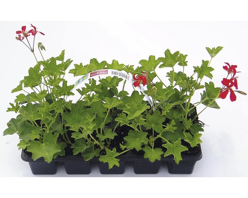 Muškát previsnutý jednoduchý Pelargonium peltatum 10 pack rôzne druhy