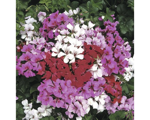 Pelargonium peltatum jednoduché 10 pack, rôzne farby