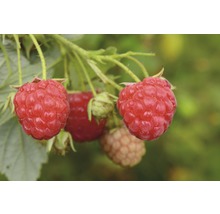 Malina letná Hof:Obst Rubus idaeus 'Tula Magic'® 30-40 cm kvetináč 3,4 l-thumb-1