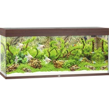 Akvárium s rybami, rastlinami a dekoratívnym pozadím