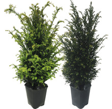 Dva tisy v čiernych kvetináčoch