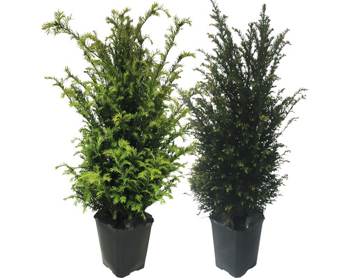 Dva tisy v čiernych kvetináčoch