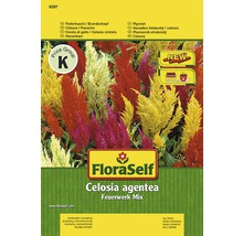 FloraSelf Celosia argentea Feuerwerk Mix balenie semien