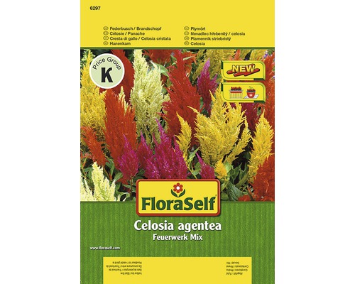 FloraSelf Celosia argentea Feuerwerk Mix balenie semien