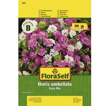 FloraSelf Stetičník okolíkatý Fairy Mix semienka