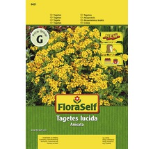 Balenie semien FloraSelf Tagetes lucida Anisata