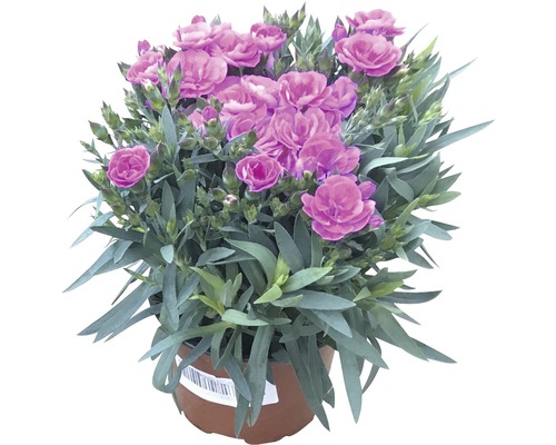Hvozdík záhradný FloraSelf Dianthus caryophyllus 'Peman' kvetináč Ø 10,5 cm 1 ks Karanfil v kvetináči