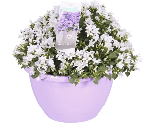 Zvonček v kvetináči s bielymi kvetmi