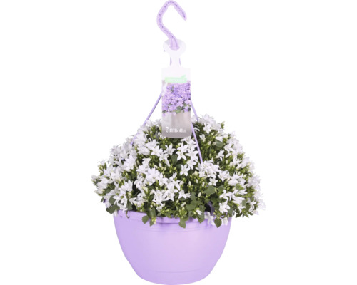 Zvonček v závesnom kvetináči FloraSelf Campanula portenschlagiana 'Ambella white' kvetináč Ø 25 cm