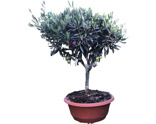 Olivovník európsky FloraSelf Olea europaea výška 30-40 cm miska Ø 35 cm