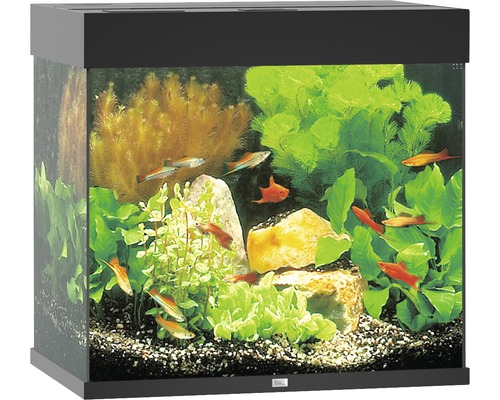 Akvárium s rybami, rastlinami a kameňmi