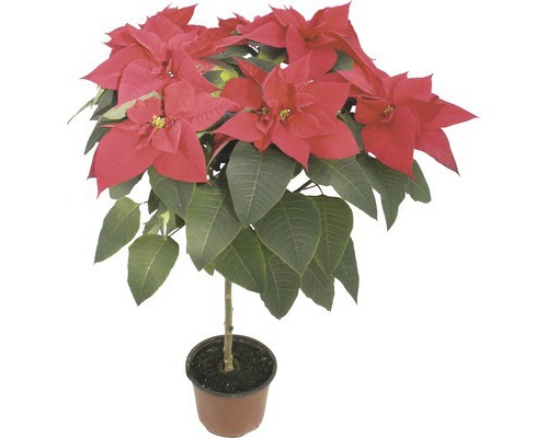 Vianočná hviezda stromček kvetináč Ø 14 cm