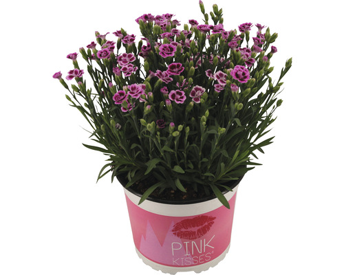 Klinček Pink Kisses v kvetináči