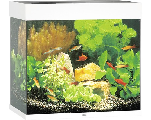 Zariadené akvárium s rybami, rastlinami a kameňmi