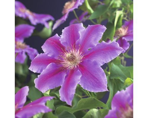 Plamienok veľkokvetý FloraSelf Clematis hybrid 'Dr. Ruppel' 50-70 cm kvetináč 2,3 l