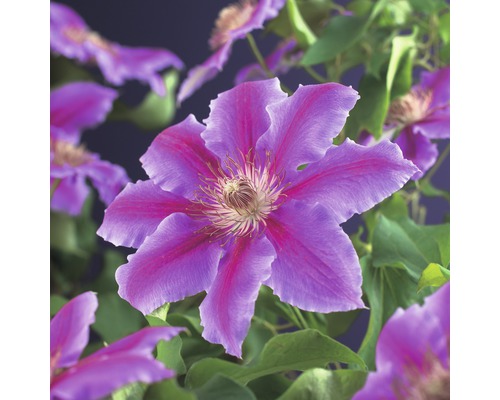 Plamienok veľkokvetý FloraSelf Clematis hybrid 'Dr. Ruppel' 50-70 cm kvetináč 2,3 l Detailný záber kvetu plamienka