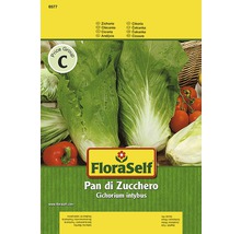 Balíček semien čakanky FloraSelf Pan di Zucchero