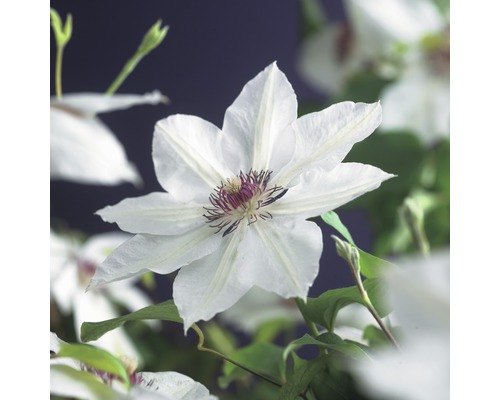 Plamienok veľkokvetý FloraSelf Clematis hybrid 'Miss Bateman' 50-70 cm kvetináč 2,3 l