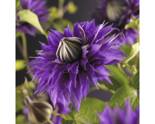 Plamienok veľkokvetý FloraSelf Clematis hybrid 'Multi Blue' 50-70 cm kvetináč 2,3 l Detailný záber kvetu plamienka s fialovými okvetnými lístkami