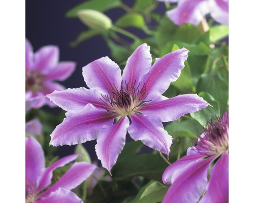 Detail kvetu Clematis