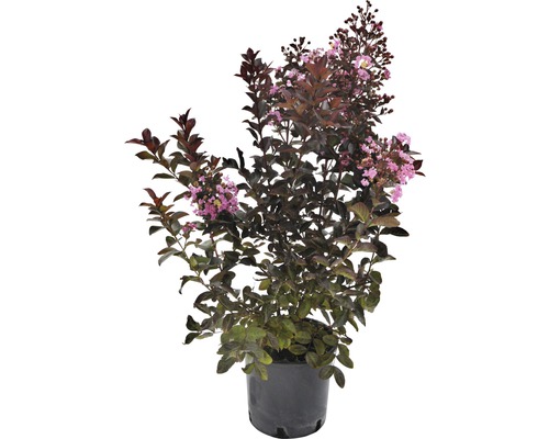 Lagerstroémia, myrtha indická Lagerstroemia indica 'Rhapsody' 40-60 cm kvetináč 5 l