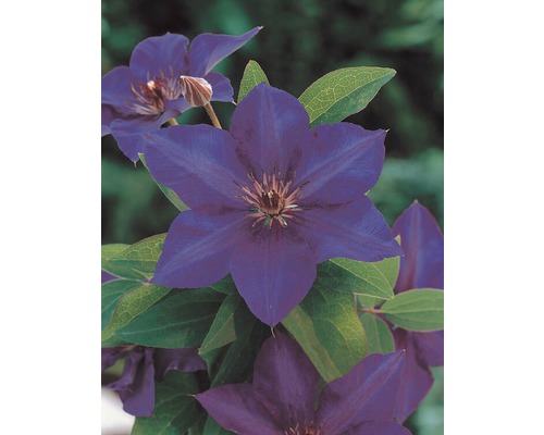 Kvitnúci plamienok v detaile