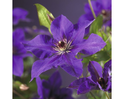 Plamienok veľkokvetý FloraSelf Clematis Hybride 'The President' 50-70 cm kvetináč 2,3 l