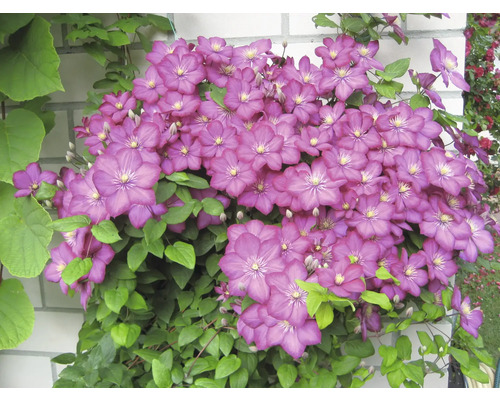 Popínavá rastlina s purpurovými kvetmi a zelenými listami