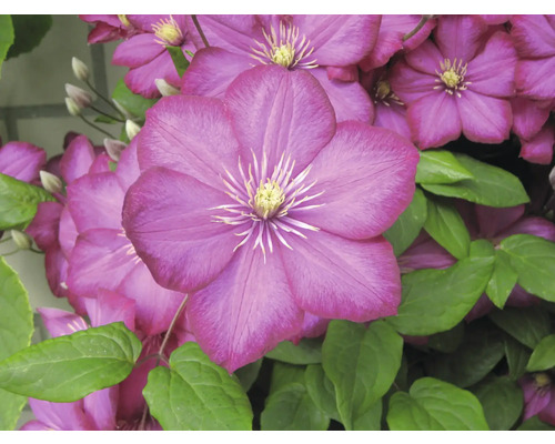 Detail fialových kvetov plamienka so zelenými listami