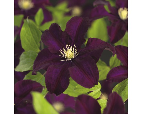 Plamienok veľkokvetý FloraSelf Clematis Hybride 'Warszawska Nike' 50-70 cm kvetináč 2,3 l