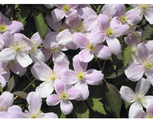 Detailný záber ružových kvetov plamienka so zelenými listami