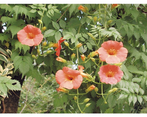 Trumpetky so zelenými listami